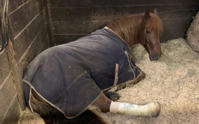 22VETS is asking for your Help.  Operation Wild Horse Assist Needed