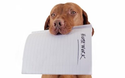 “Offer no excuse”- blog by Rob Campbell