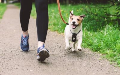 “Let’s walk the dog” blog by Rob Campbell