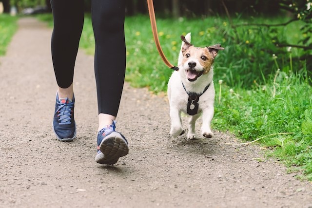 “Let’s walk the dog” blog by Rob Campbell