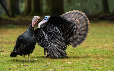 Vet-to-CEO: “Thanksgiving dinner and the political powder keg” blog by Rob Cambell