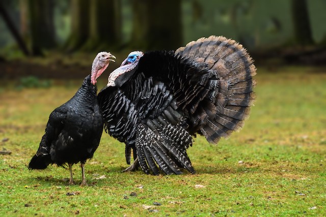 Vet-to-CEO: “Thanksgiving dinner and the political powder keg” blog by Rob Cambell