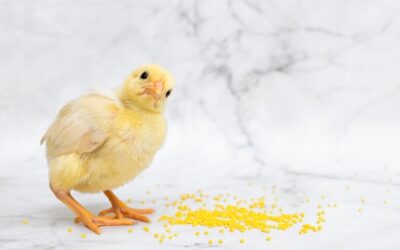 “Leading Chicken Little” Blog by Rob Campbell