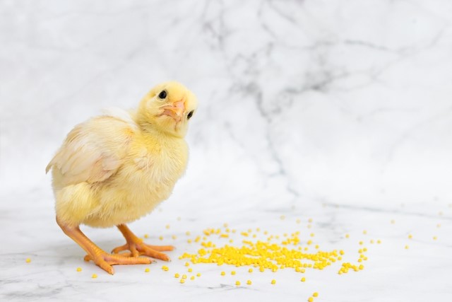 “Leading Chicken Little” Blog by Rob Campbell