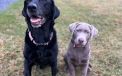 “Dogs, Leadership, Life. A Eulogy” Blog by Rob Campbell