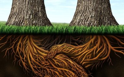 To trust, you have to trust Blog by Rob Campbell