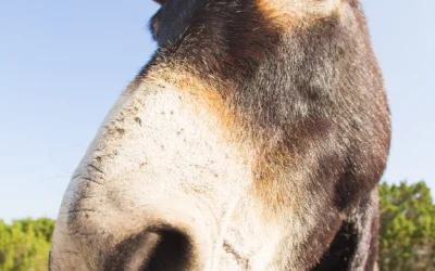 The Mule, the Closer, and the Visionary Blog by Rob Campbell